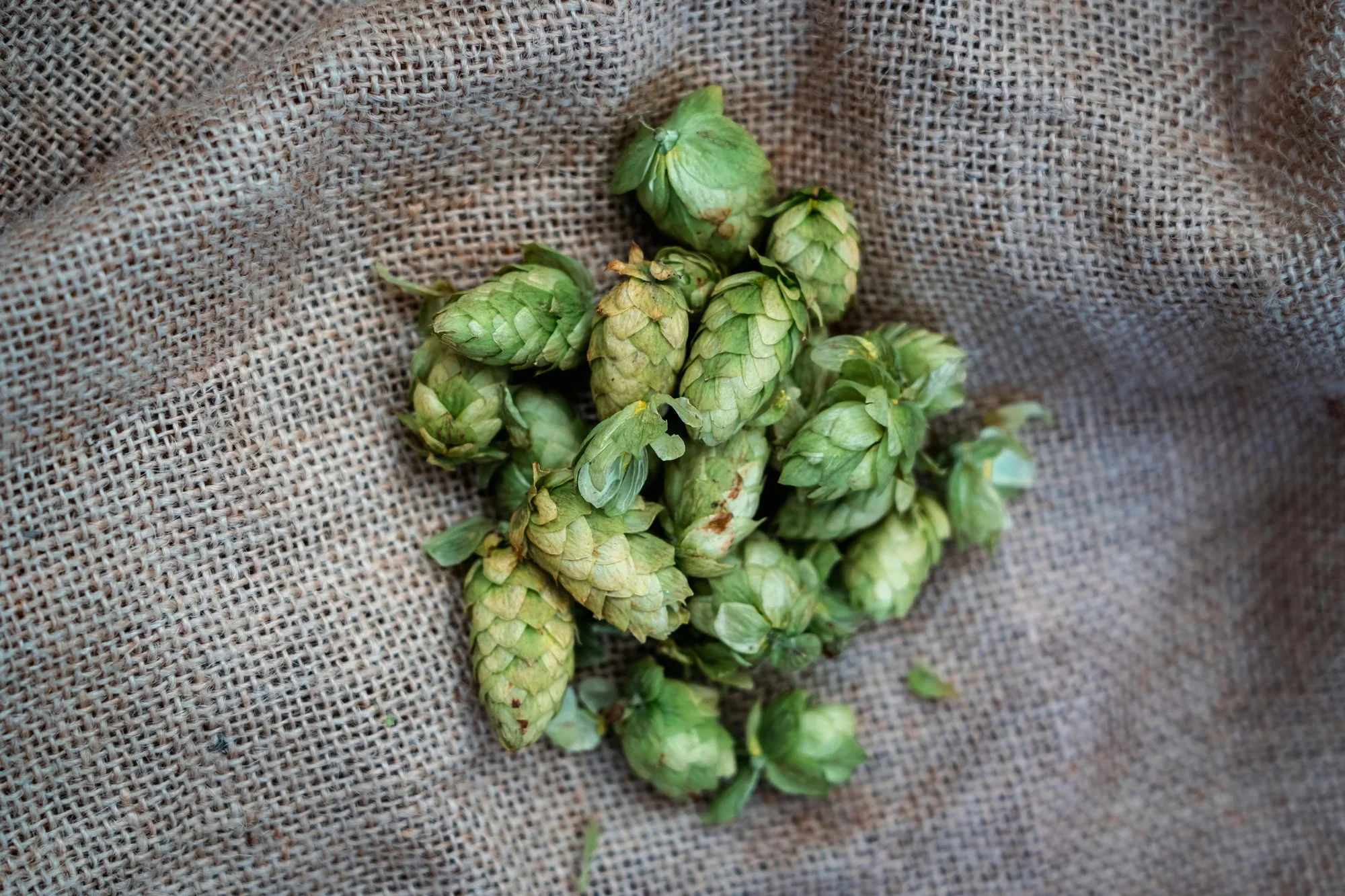 Hops on burlap